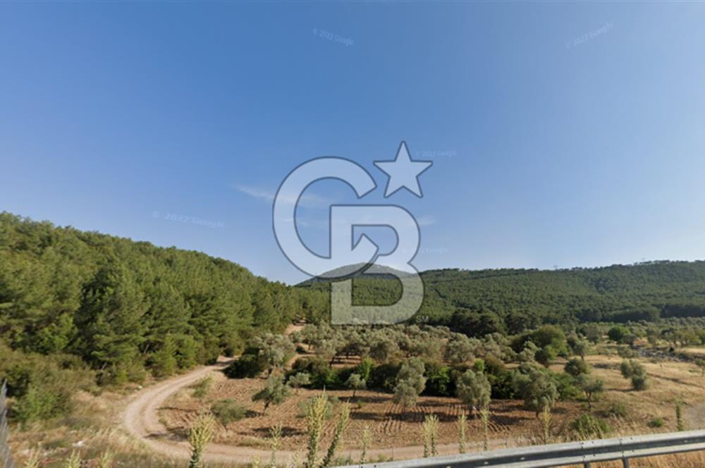URLA ZEYTİNLER KÖYÜ KIZILYAKA MEVKİİNDE SATILIK 5.863 M2 TARLA