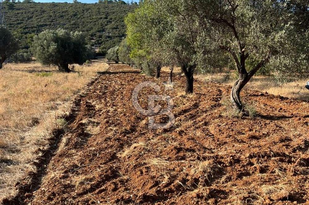 URLA ZEYTİNLER KÖYÜNDE SATILIK 697 M2 İMARLI ARSA