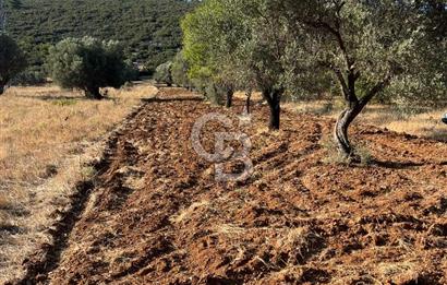 URLA ZEYTİNLER KÖYÜNDE SATILIK 697 M2 İMARLI ARSA