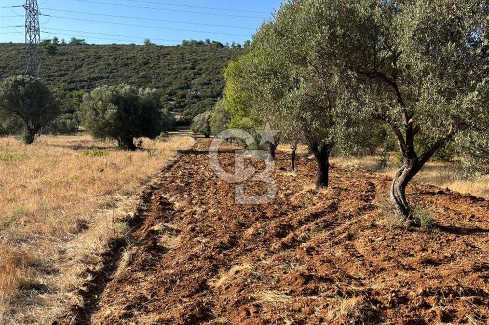 URLA ZEYTİNLER KÖYÜNDE SATILIK 697 M2 İMARLI ARSA