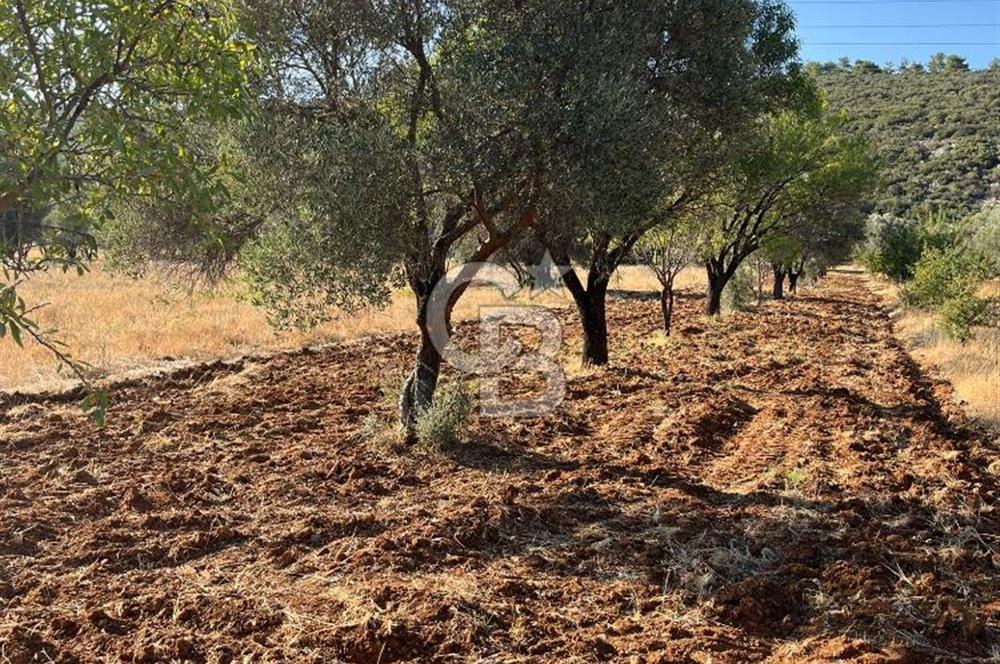 URLA ZEYTİNLER KÖYÜNDE SATILIK 697 M2 İMARLI ARSA