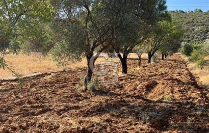 URLA ZEYTİNLER KÖYÜNDE SATILIK 697 M2 İMARLI ARSA