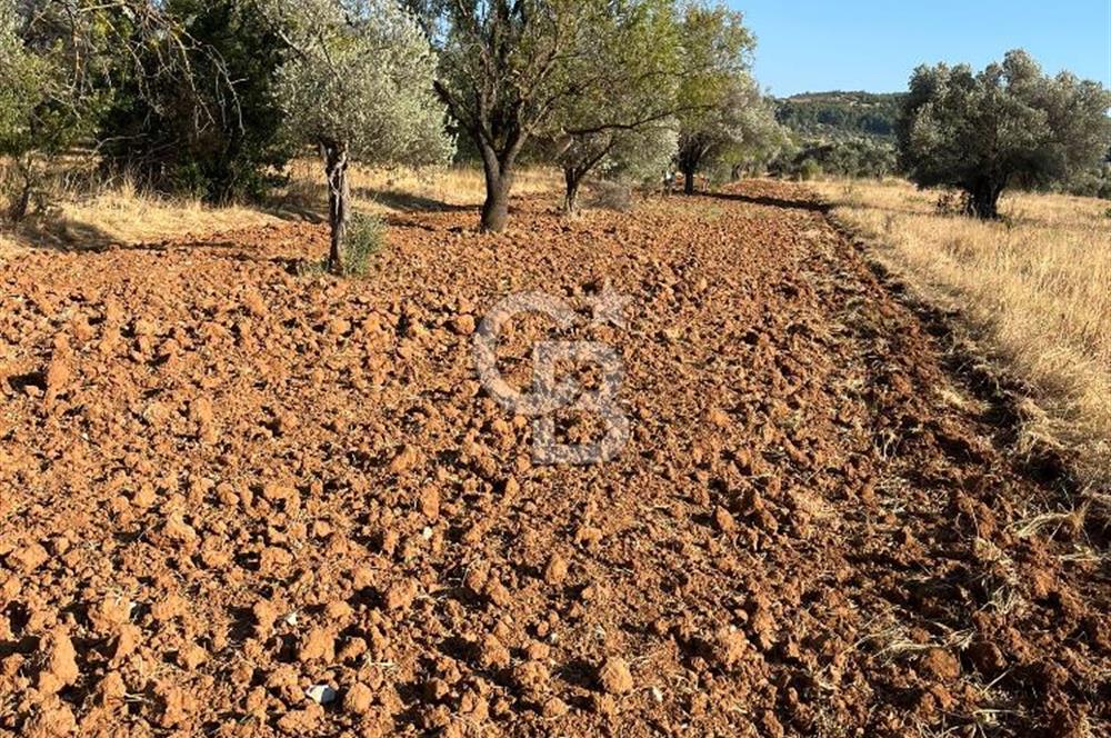 URLA ZEYTİNLER KÖYÜNDE SATILIK 697 M2 İMARLI ARSA