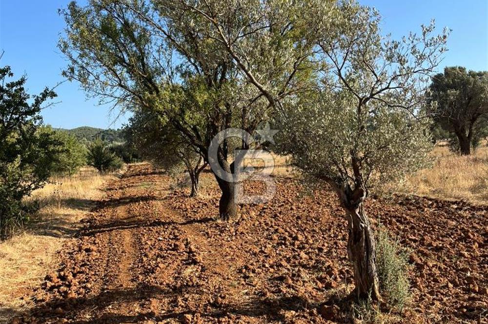 URLA ZEYTİNLER KÖYÜNDE SATILIK 697 M2 İMARLI ARSA