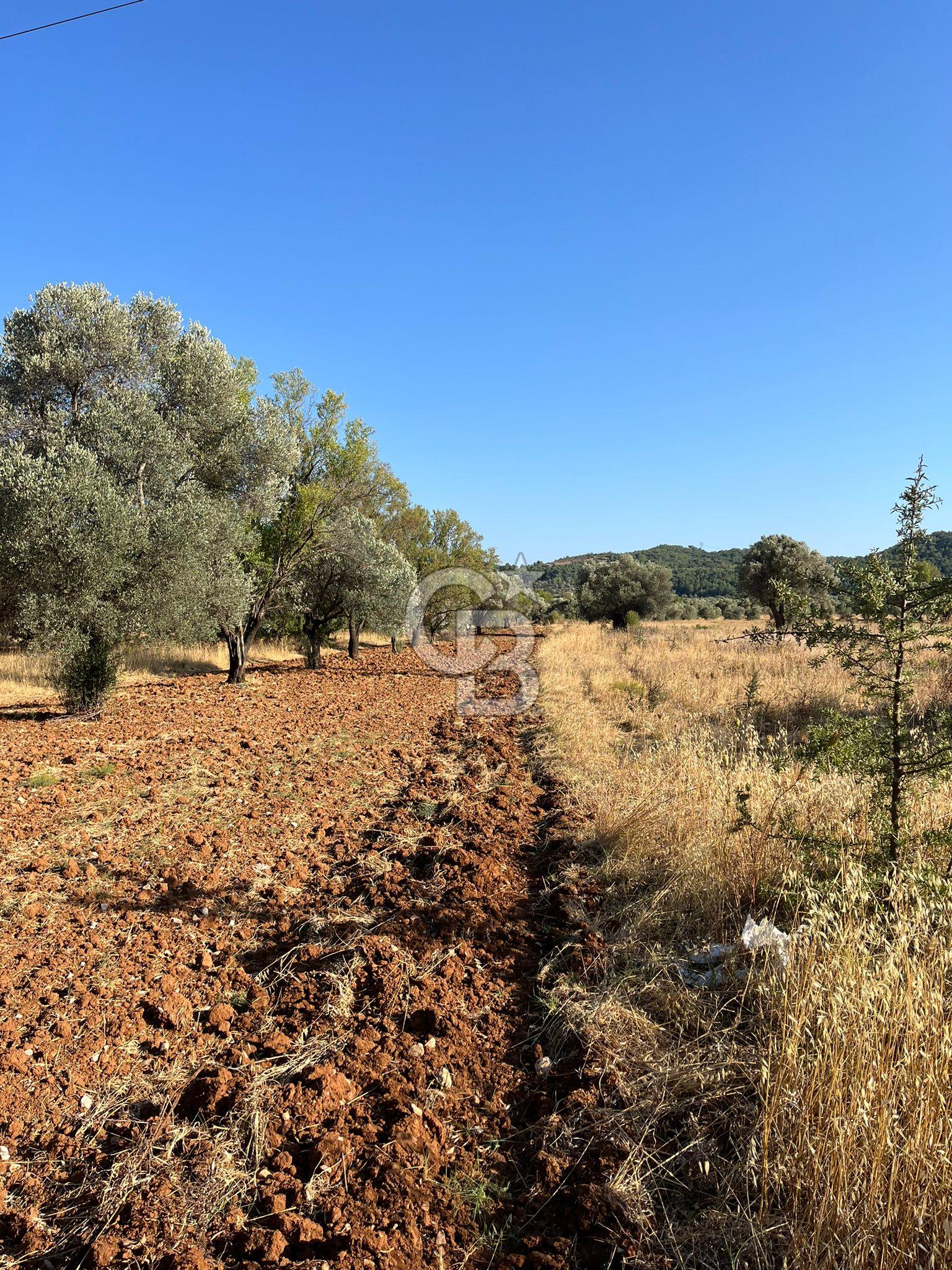 URLA ZEYTİNLER KÖYÜNDE SATILIK 697 M2 İMARLI ARSA