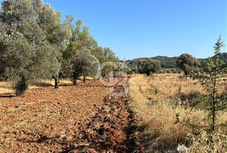 URLA ZEYTİNLER KÖYÜNDE SATILIK 697 M2 İMARLI ARSA - 8 - 375853