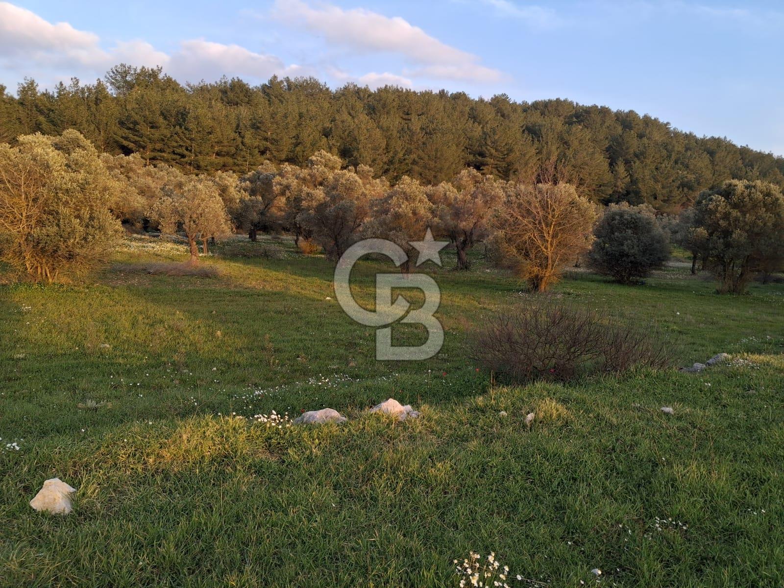 URLA ZEYTİNLER KÖYÜ KIZILYAKA MEVKİİNDE SATILIK 5.863 M2 TARLA
