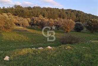 URLA ZEYTİNLER KÖYÜ KIZILYAKA MEVKİİNDE SATILIK 5.863 M2 TARLA - 1 - 375863