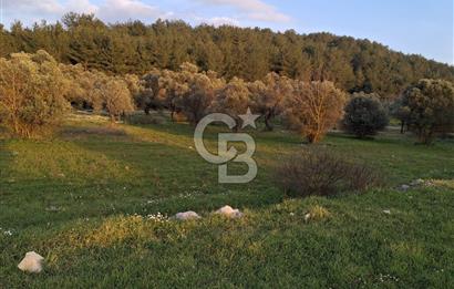 URLA ZEYTİNLER KÖYÜ KIZILYAKA MEVKİİNDE SATILIK 5.863 M2 TARLA