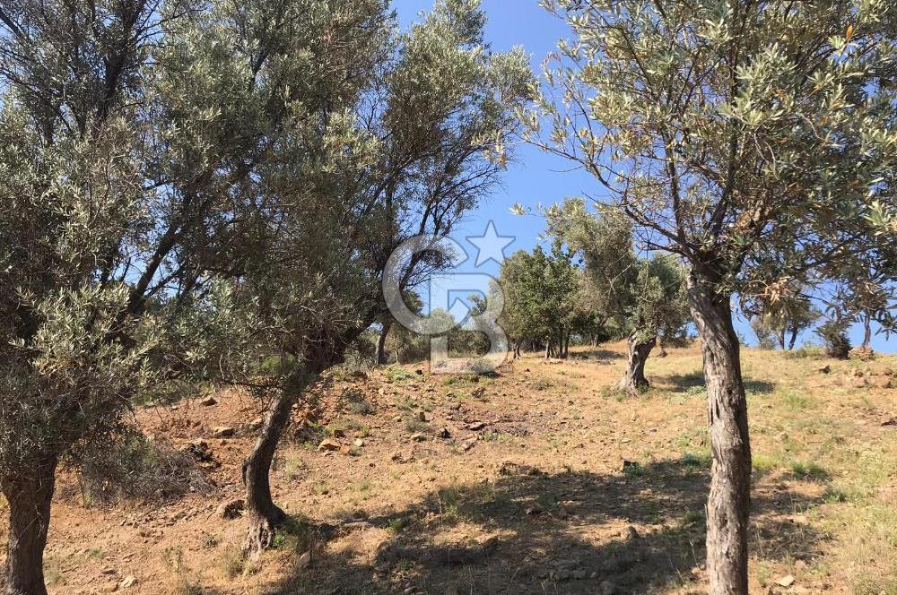 Seferihisar Beyler Baraj Manzaralı Satılık Zeytinlik