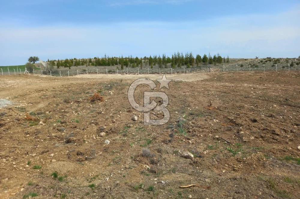 YENİMAHALLE MEMLİK'DE 4907M2 SATILIK TARLA