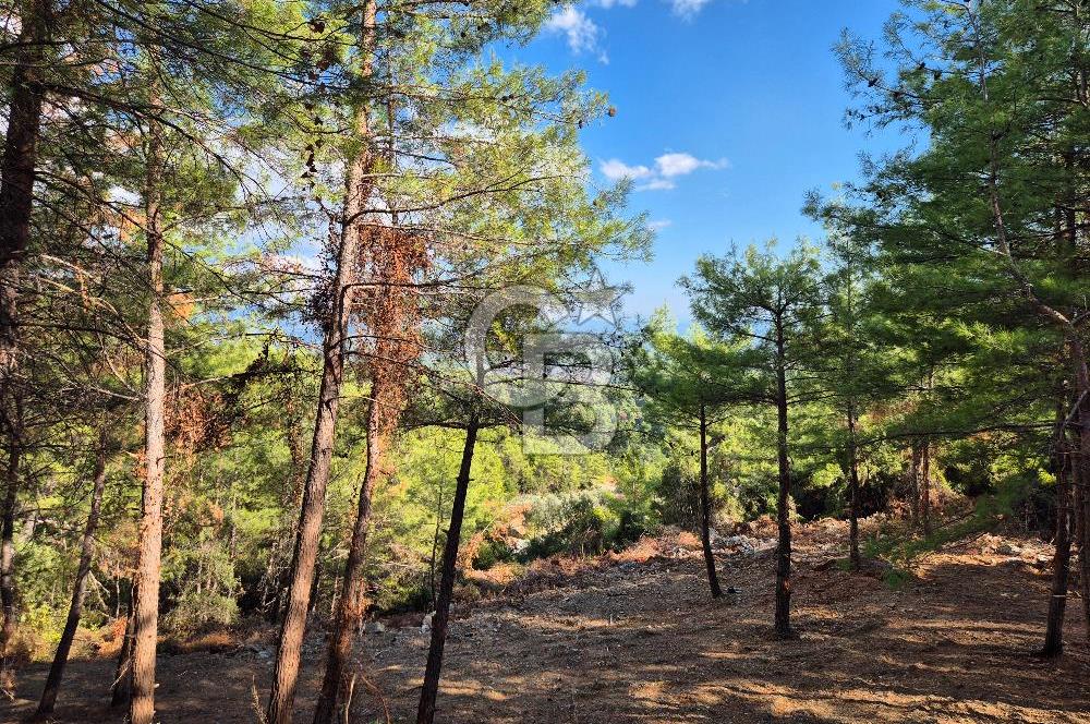 Başlığı 🌿✨ Muğla Ula Çiçeklide Manzarası Büyüleyen Bereketli Tarla, Kıymetli Taşlarla Dolu Huzur Vahası 🌞🏞️