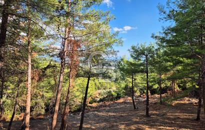 Başlığı 🌿✨ Muğla Ula Çiçeklide Manzarası Büyüleyen Bereketli Tarla, Kıymetli Taşlarla Dolu Huzur Vahası 🌞🏞️