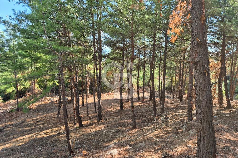 Başlığı 🌿✨ Muğla Ula Çiçeklide Manzarası Büyüleyen Bereketli Tarla, Kıymetli Taşlarla Dolu Huzur Vahası 🌞🏞️