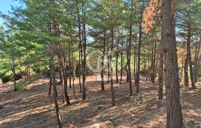 Başlığı 🌿✨ Muğla Ula Çiçeklide Manzarası Büyüleyen Bereketli Tarla, Kıymetli Taşlarla Dolu Huzur Vahası 🌞🏞️