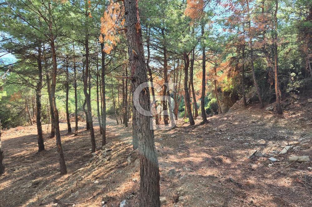 Başlığı 🌿✨ Muğla Ula Çiçeklide Manzarası Büyüleyen Bereketli Tarla, Kıymetli Taşlarla Dolu Huzur Vahası 🌞🏞️