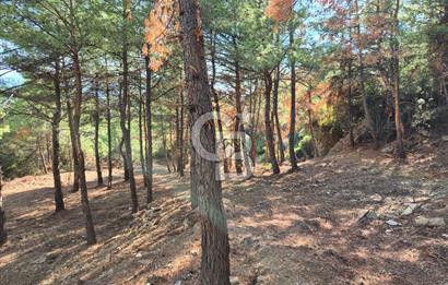 Başlığı 🌿✨ Muğla Ula Çiçeklide Manzarası Büyüleyen Bereketli Tarla, Kıymetli Taşlarla Dolu Huzur Vahası 🌞🏞️
