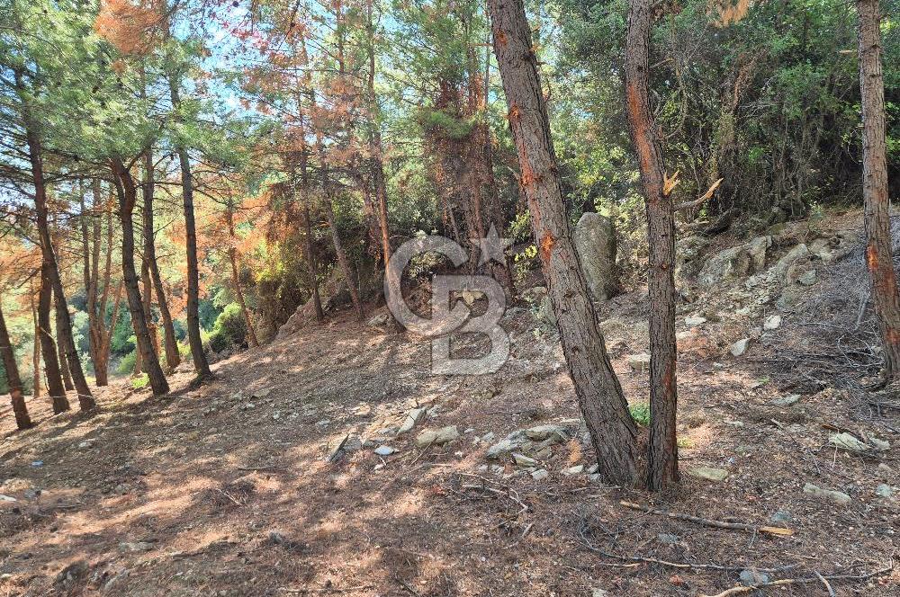 Başlığı 🌿✨ Muğla Ula Çiçeklide Manzarası Büyüleyen Bereketli Tarla, Kıymetli Taşlarla Dolu Huzur Vahası 🌞🏞️