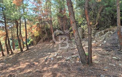 Başlığı 🌿✨ Muğla Ula Çiçeklide Manzarası Büyüleyen Bereketli Tarla, Kıymetli Taşlarla Dolu Huzur Vahası 🌞🏞️