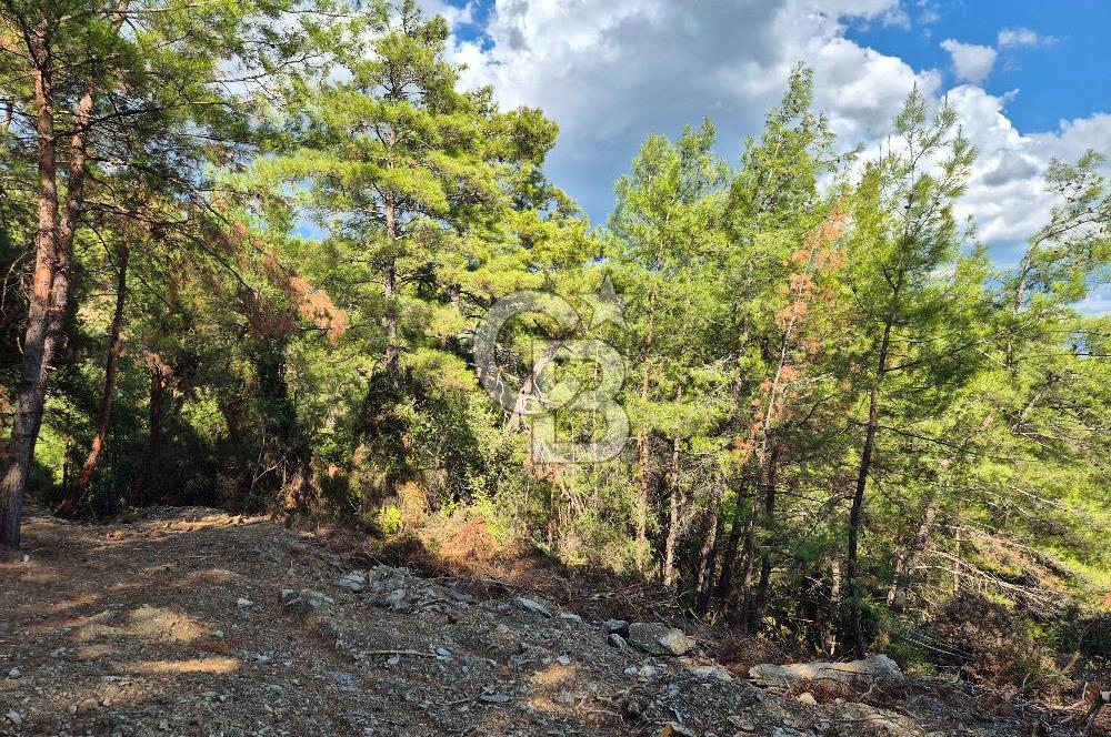 Başlığı 🌿✨ Muğla Ula Çiçeklide Manzarası Büyüleyen Bereketli Tarla, Kıymetli Taşlarla Dolu Huzur Vahası 🌞🏞️