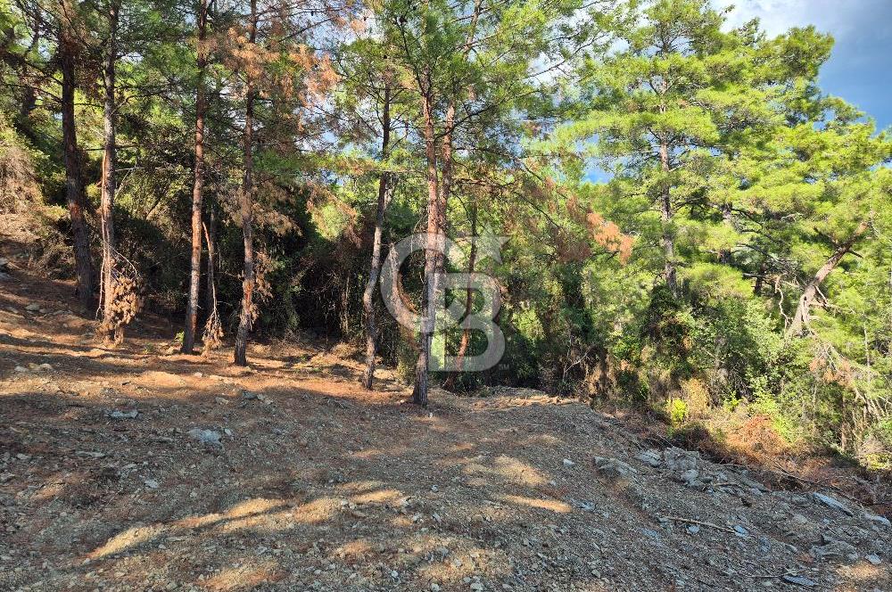 Başlığı 🌿✨ Muğla Ula Çiçeklide Manzarası Büyüleyen Bereketli Tarla, Kıymetli Taşlarla Dolu Huzur Vahası 🌞🏞️
