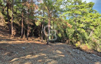 Başlığı 🌿✨ Muğla Ula Çiçeklide Manzarası Büyüleyen Bereketli Tarla, Kıymetli Taşlarla Dolu Huzur Vahası 🌞🏞️