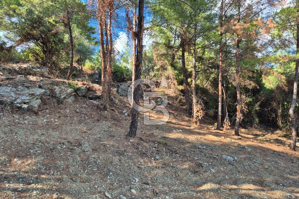 Başlığı 🌿✨ Muğla Ula Çiçeklide Manzarası Büyüleyen Bereketli Tarla, Kıymetli Taşlarla Dolu Huzur Vahası 🌞🏞️