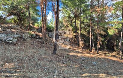 Başlığı 🌿✨ Muğla Ula Çiçeklide Manzarası Büyüleyen Bereketli Tarla, Kıymetli Taşlarla Dolu Huzur Vahası 🌞🏞️