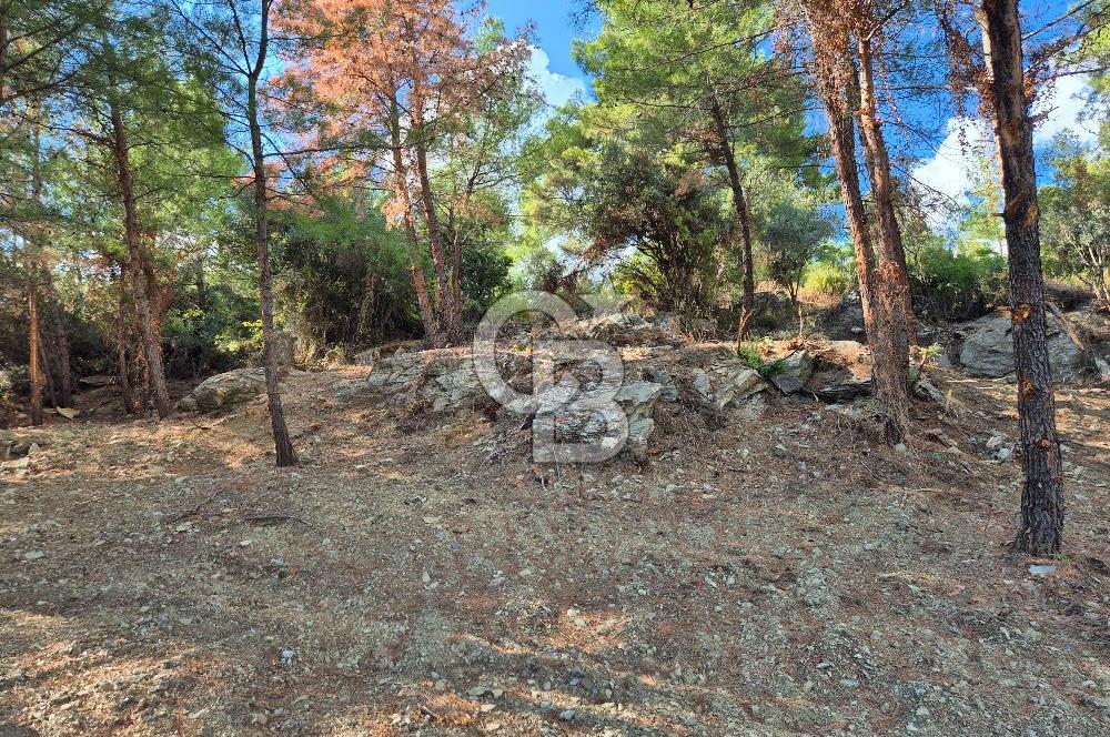 Başlığı 🌿✨ Muğla Ula Çiçeklide Manzarası Büyüleyen Bereketli Tarla, Kıymetli Taşlarla Dolu Huzur Vahası 🌞🏞️