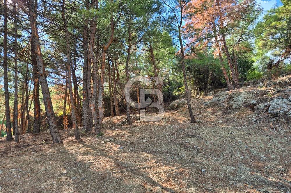 Başlığı 🌿✨ Muğla Ula Çiçeklide Manzarası Büyüleyen Bereketli Tarla, Kıymetli Taşlarla Dolu Huzur Vahası 🌞🏞️