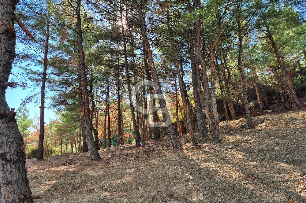 Başlığı 🌿✨ Muğla Ula Çiçeklide Manzarası Büyüleyen Bereketli Tarla, Kıymetli Taşlarla Dolu Huzur Vahası 🌞🏞️