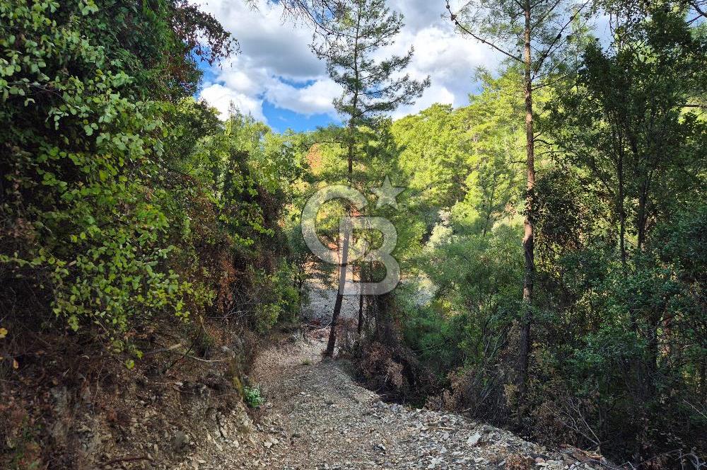 Başlığı 🌿✨ Muğla Ula Çiçeklide Manzarası Büyüleyen Bereketli Tarla, Kıymetli Taşlarla Dolu Huzur Vahası 🌞🏞️