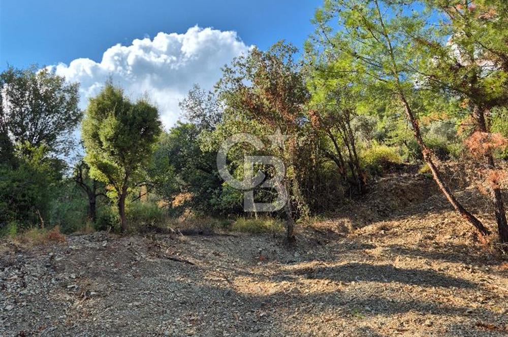 🌿✨ Muğla Ula Çiçeklide Bereketli Toprak, Su Kuyulu Huzur Durağı 