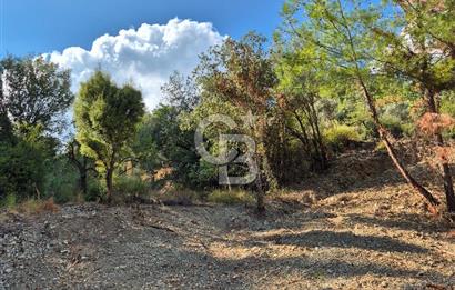🌿✨ Muğla Ula Çiçeklide Bereketli Toprak, Su Kuyulu Huzur Durağı 