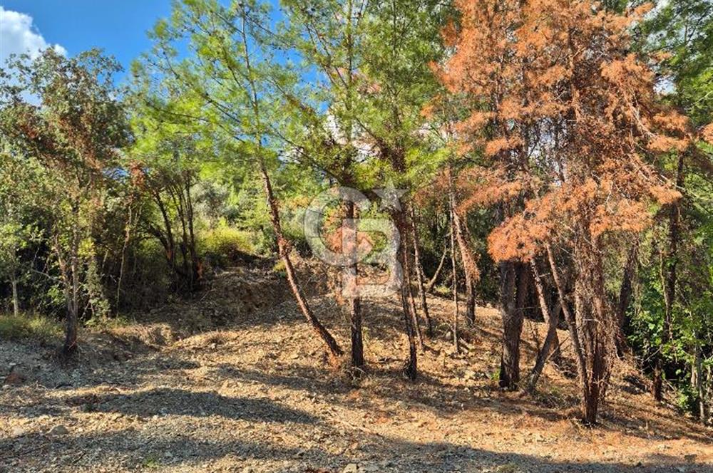 🌿✨ Muğla Ula Çiçeklide Bereketli Toprak, Su Kuyulu Huzur Durağı 