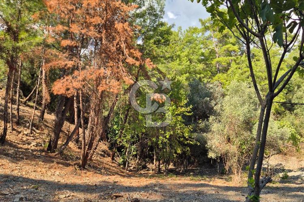 🌿✨ Muğla Ula Çiçeklide Bereketli Toprak, Su Kuyulu Huzur Durağı 
