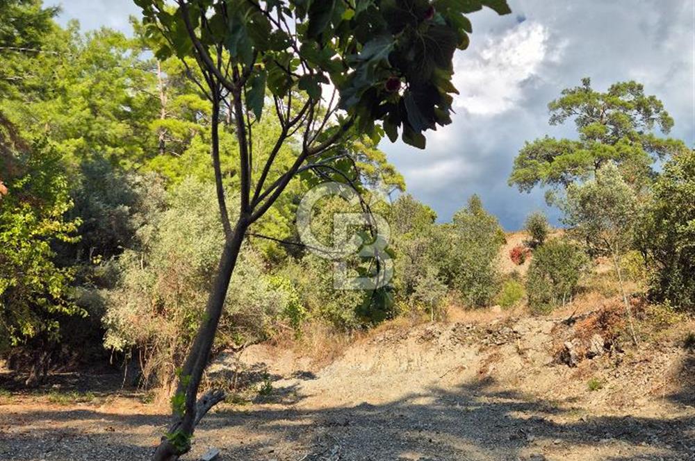 🌿✨ Muğla Ula Çiçeklide Bereketli Toprak, Su Kuyulu Huzur Durağı 