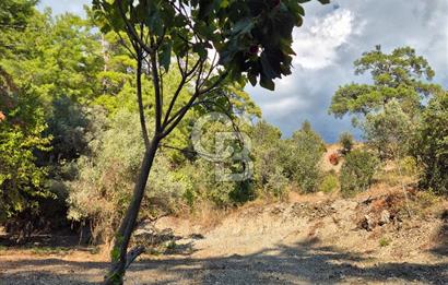 🌿✨ Muğla Ula Çiçeklide Bereketli Toprak, Su Kuyulu Huzur Durağı 