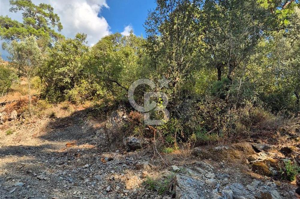 🌿✨ Muğla Ula Çiçeklide Bereketli Toprak, Su Kuyulu Huzur Durağı 
