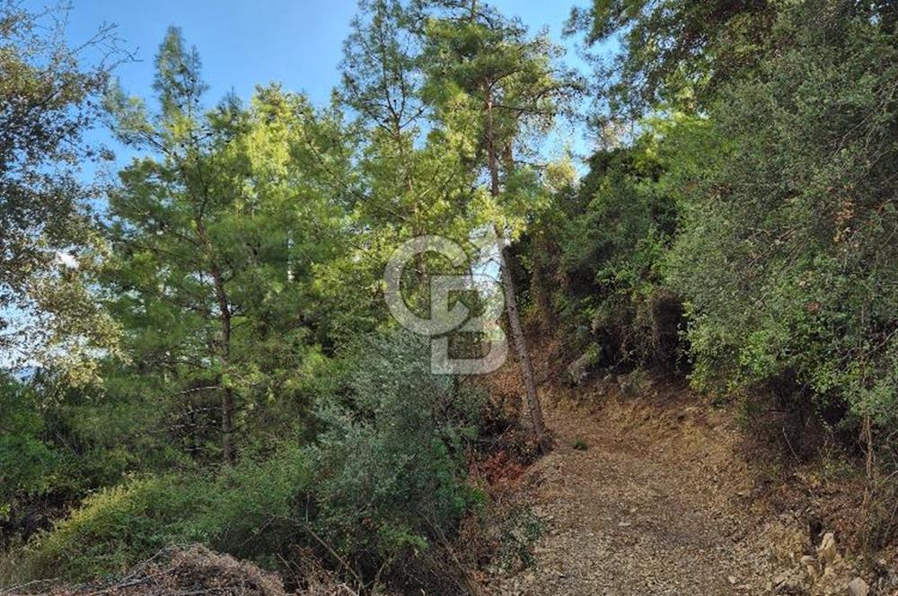 🌿✨ Muğla Ula Çiçeklide Bereketli Toprak, Su Kuyulu Huzur Durağı 
