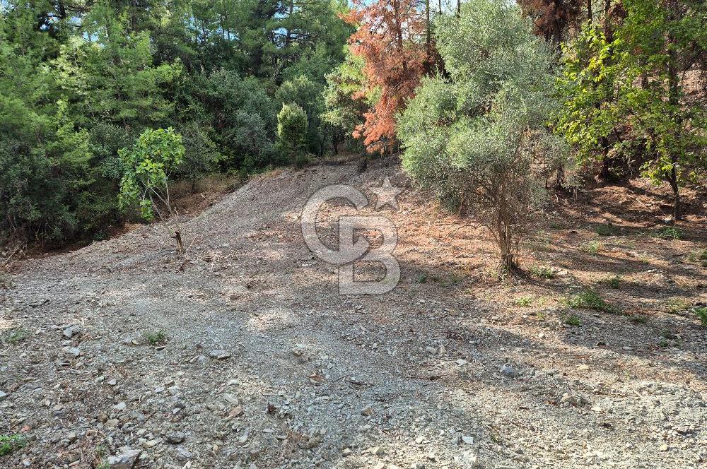 🌿✨ Muğla Ula Çiçeklide Bereketli Toprak, Su Kuyulu Huzur Durağı 