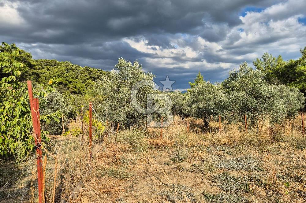 🌿✨ Muğla Ula Çiçeklide Bereketli, Düz Arsa - Köy Yolu ile Kolay Ulaşım 🌞🏡