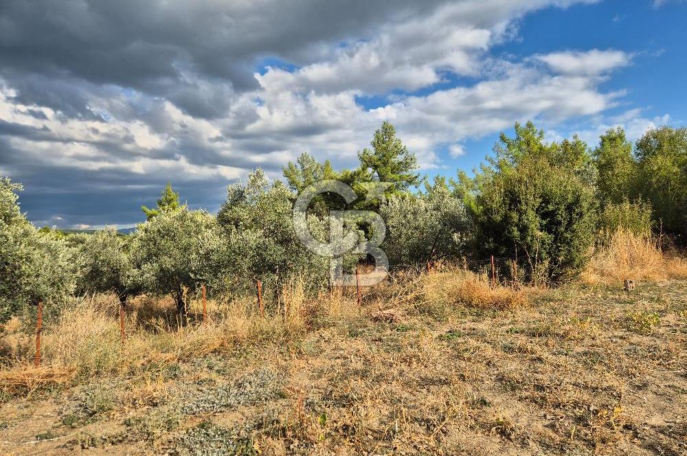 🌿✨ Muğla Ula Çiçeklide Bereketli, Düz Arsa - Köy Yolu ile Kolay Ulaşım 🌞🏡