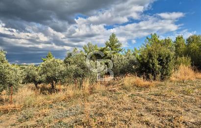 🌿✨ Muğla Ula Çiçeklide Bereketli, Düz Arsa - Köy Yolu ile Kolay Ulaşım 🌞🏡