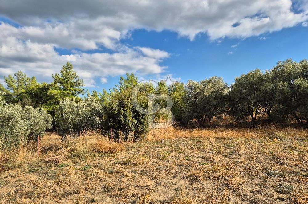 🌿✨ Muğla Ula Çiçeklide Bereketli, Düz Arsa - Köy Yolu ile Kolay Ulaşım 🌞🏡