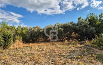 🌿✨ Muğla Ula Çiçeklide Bereketli, Düz Arsa - Köy Yolu ile Kolay Ulaşım 🌞🏡
