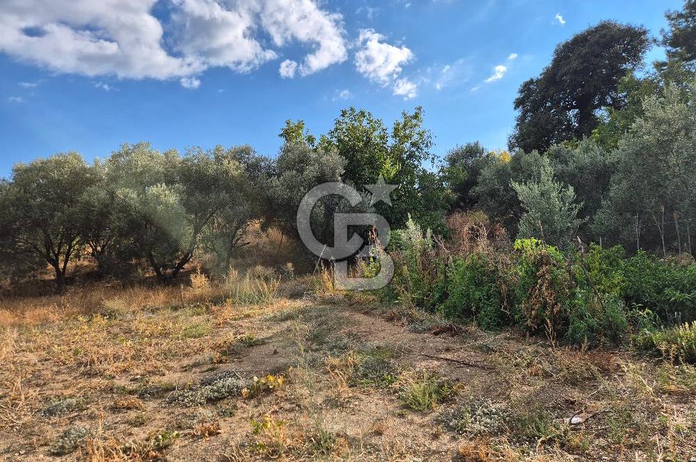 🌿✨ Muğla Ula Çiçeklide Bereketli, Düz Arsa - Köy Yolu ile Kolay Ulaşım 🌞🏡