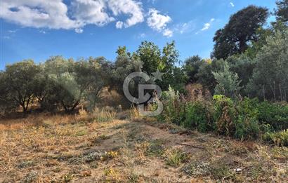 🌿✨ Muğla Ula Çiçeklide Bereketli, Düz Arsa - Köy Yolu ile Kolay Ulaşım 🌞🏡