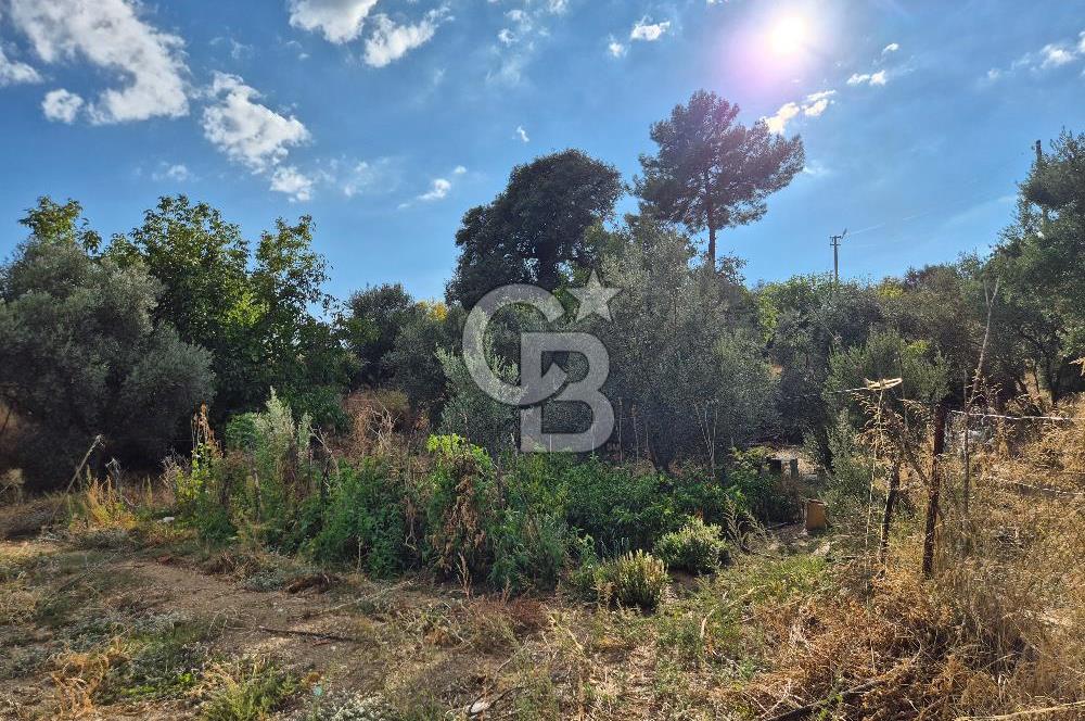 🌿✨ Muğla Ula Çiçeklide Bereketli, Düz Arsa - Köy Yolu ile Kolay Ulaşım 🌞🏡