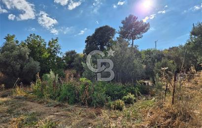 🌿✨ Muğla Ula Çiçeklide Bereketli, Düz Arsa - Köy Yolu ile Kolay Ulaşım 🌞🏡